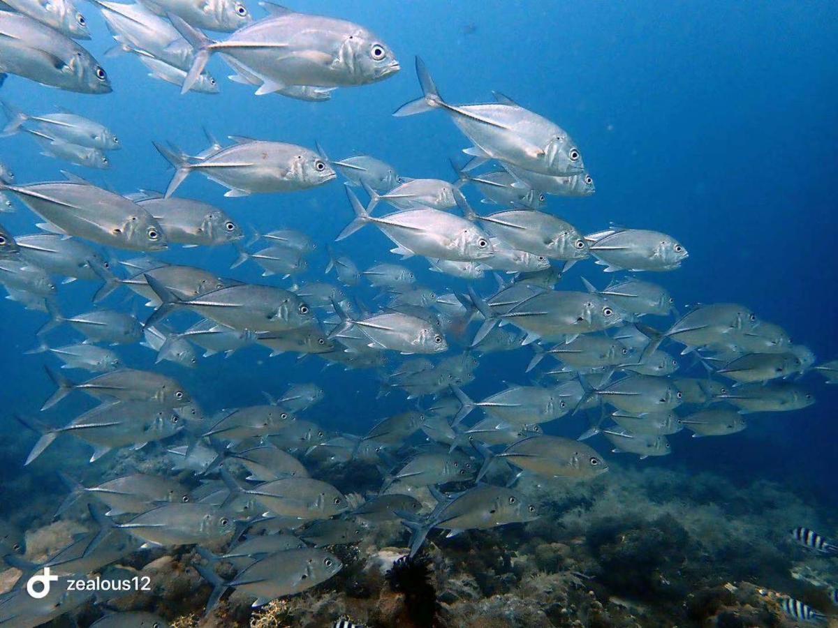 Sugarsea Inn & Dive Shop Lapu-Lapu City Eksteriør billede